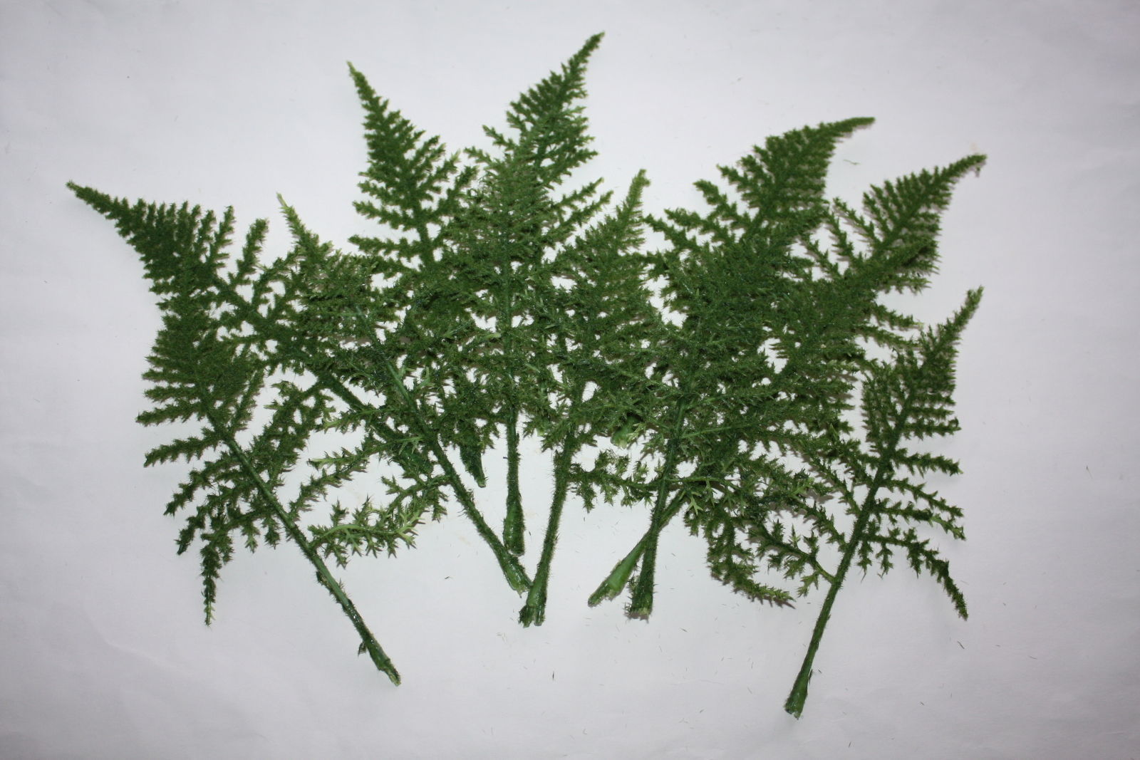 50 ASPARAGUS GREEN FERN LEAVES ARTIFICIAL BUTTONHOLES FLOWERS WEDDING CRAFTS 